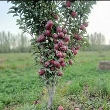 نهال سیب پایه مالینگ ام7