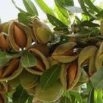 نهال بادام حریر