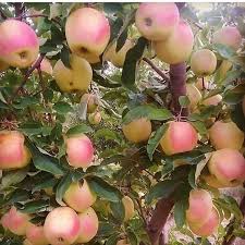 نهال سیب رندرز