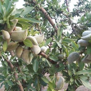 نهال بادام شمشیری