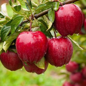 نهال سیب رد دلشیز