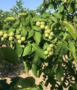 گردو محلی کاغذی