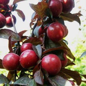 نهال گوجه قرمز آمریکایی