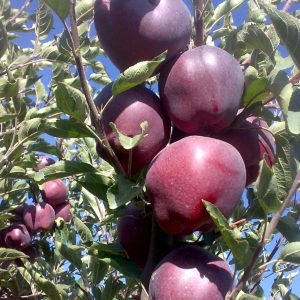 نهال سیب قرمز فرانسه