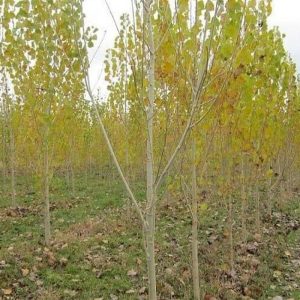 نهال صنوبر نیگرا