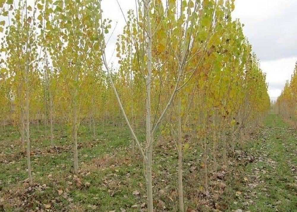 0379aff4-68d9-470a-9642-1995757d6d73