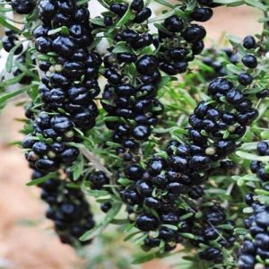 نهال گوجی بری بذری