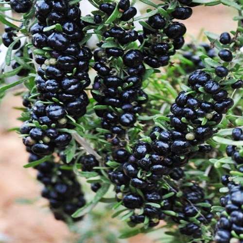 08f244c57249e42296afe9e54fff8f9a