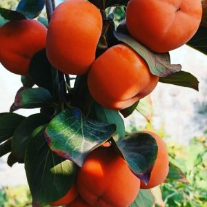 نهال خرمالو پایه کوتاه