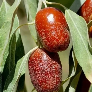 نهال سنجد حاج حسینی