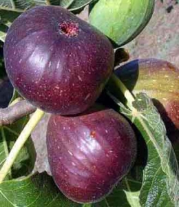 نهال انجیر سیاه