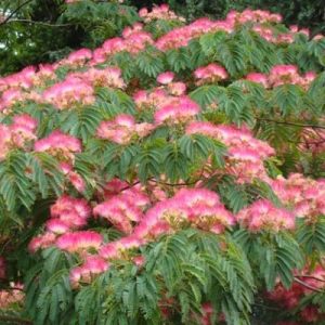 نهال ابریشم