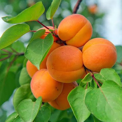 15582f8d69dee495485f299c5346580d