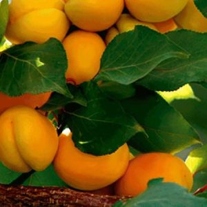 نهال زردآلو ملایر