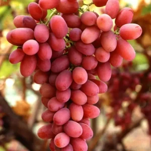 نهال انگور کریسمون سیدلس