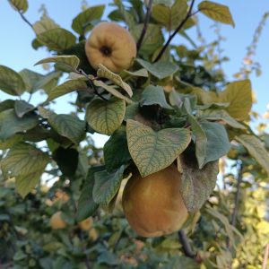 نهال به اصفهان