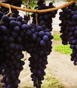 نهال انگور اتم رویال