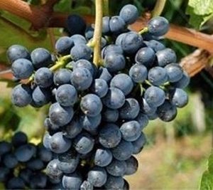 نهال انگور رویال