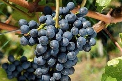 19009311731517717 (93494141731517750c)