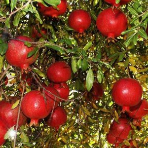 نهال انار خزر بردسکن