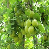 نهال گوجه سبز ترکیه