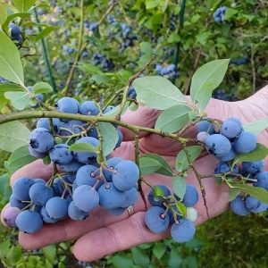 نهال بلوبری کراپ