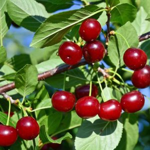 نهال آلبالو سیگانی