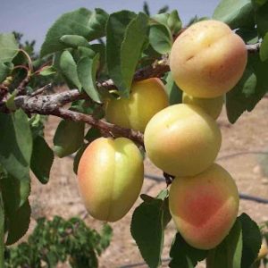 نهال زردآلو شکرپاره