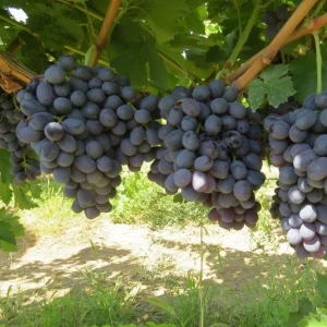 نهال انگور بلک سیدلس