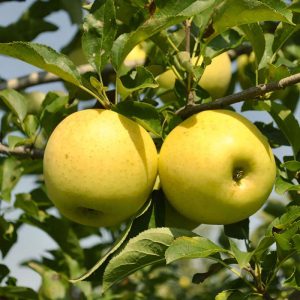 نهال سیب رویال