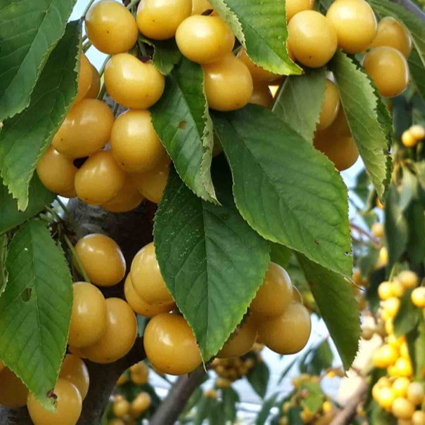 7e015601c97e0c234dbaeeea87b377e8 (1)