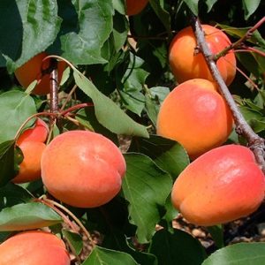 نهال زردآلو کاستل بریت