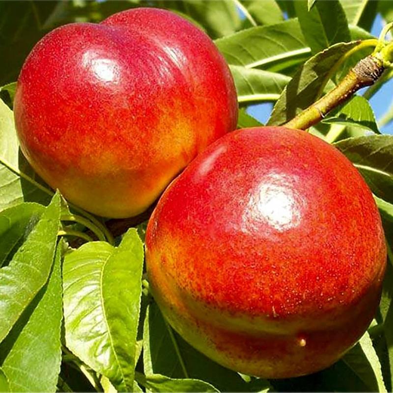 8b09fc8cba385557ee1a0aba34cfc0f2