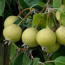 نهال گلابی جنگلی