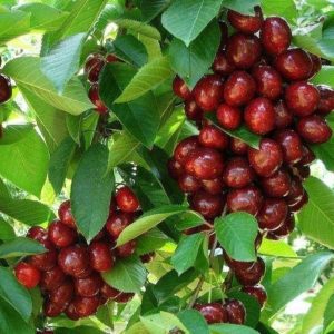 نهال گیلاس خوشه ای