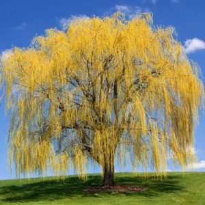 نهال بیدمجنون زرد پیوندی