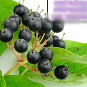 نهال زغال اخته سیاه