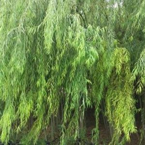 نهال بیدمجنون پیوندی