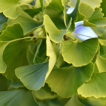 Ginkgo-4