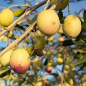 نهال زیتون زرد