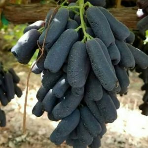 نهال انگور موندراپ