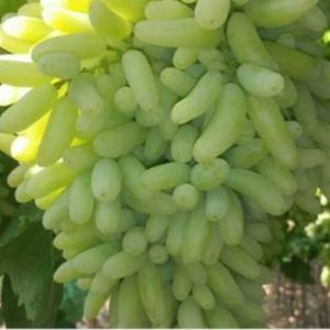 نهال انگور ریش بابا