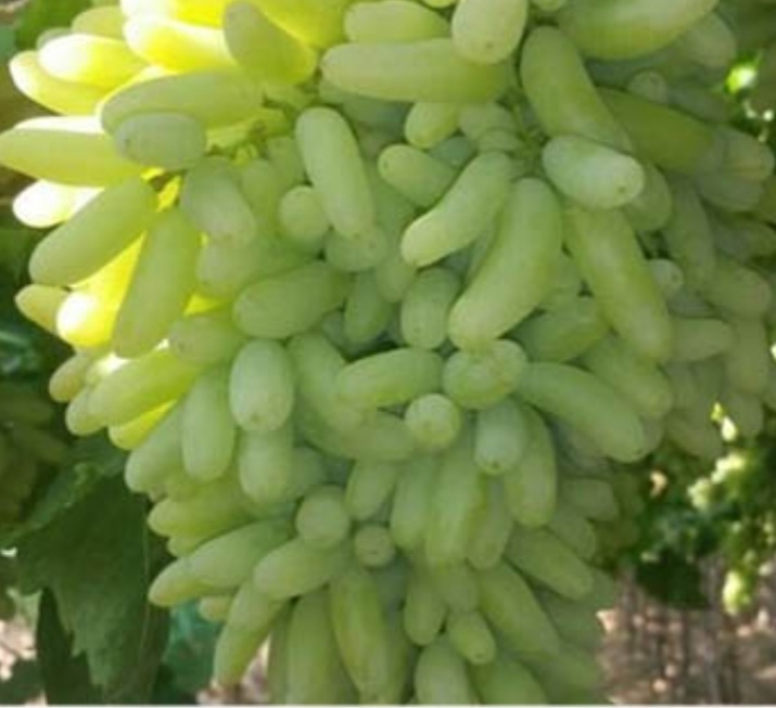 IMG_۲۰۲۳۰۳۱۰_۲۰۴۳۰۸