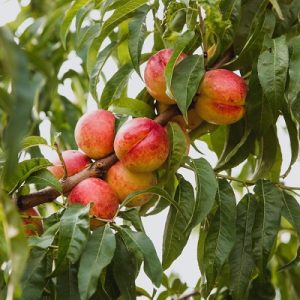 نهال شلیل شمس