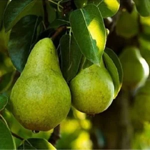 نهال گلابی سردرودی