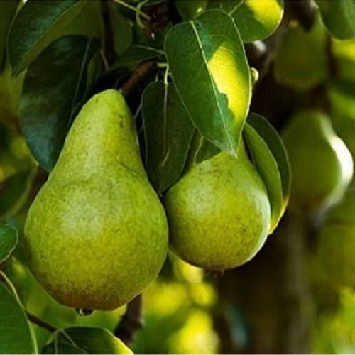 RaLNILWXkLKTJEitQKjGSyC5XTbRNcHOgEBmgx8hZBFlPBp321.jpg_512X512X70