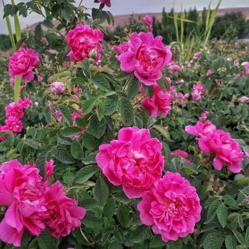 XQaB7qXDkzayf1RO5lBAp3I8a5vbbNVY99UWzwjO.jpeg_512X512X70