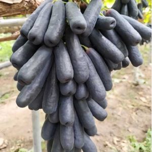 نهال انگور اتم کینگ