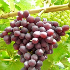 نهال انگور کندوری