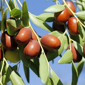 نهال عناب رویال